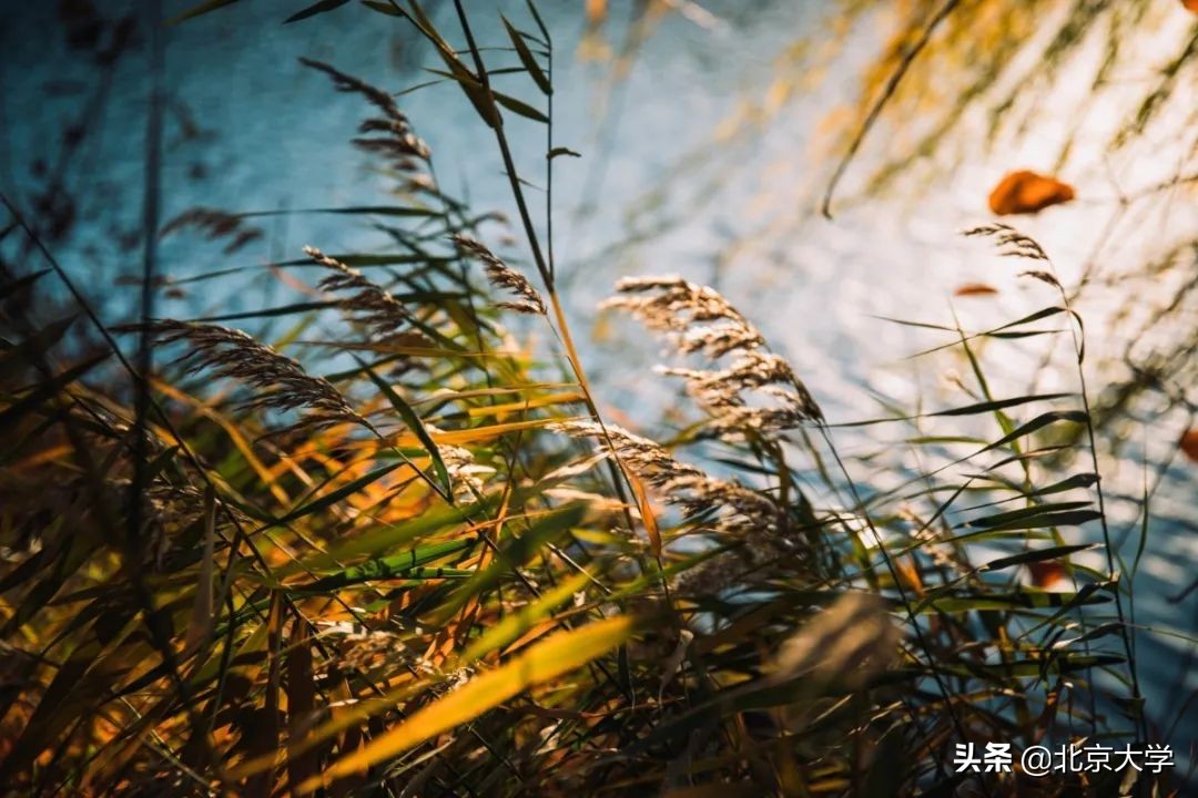 独家限定！北大赏秋地图来了