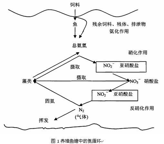 说说养殖中的氨氮问题