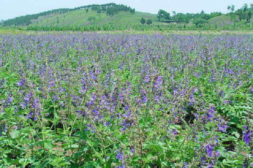 丹参种植技术与栽培管理（掌握4种繁殖方式丹参稳定增收）