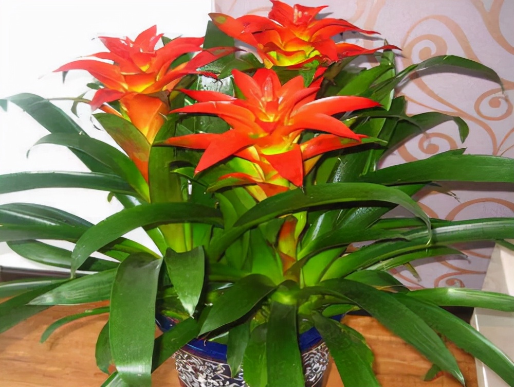 家里最旺财的十种花不仅寓意好还利于健康快看看吧