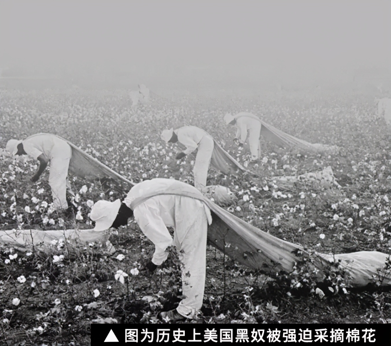 西方是如何用棉花把印度拖入深渊的