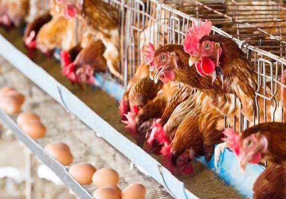 秋天小鸡下蛋怎么养忌讳什么干货