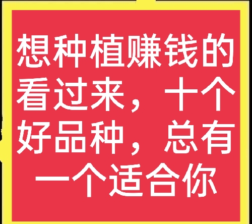 农业种植什么项目前景好挣钱多(十个高收益种植项目，想赚钱的别错过，建议收藏)