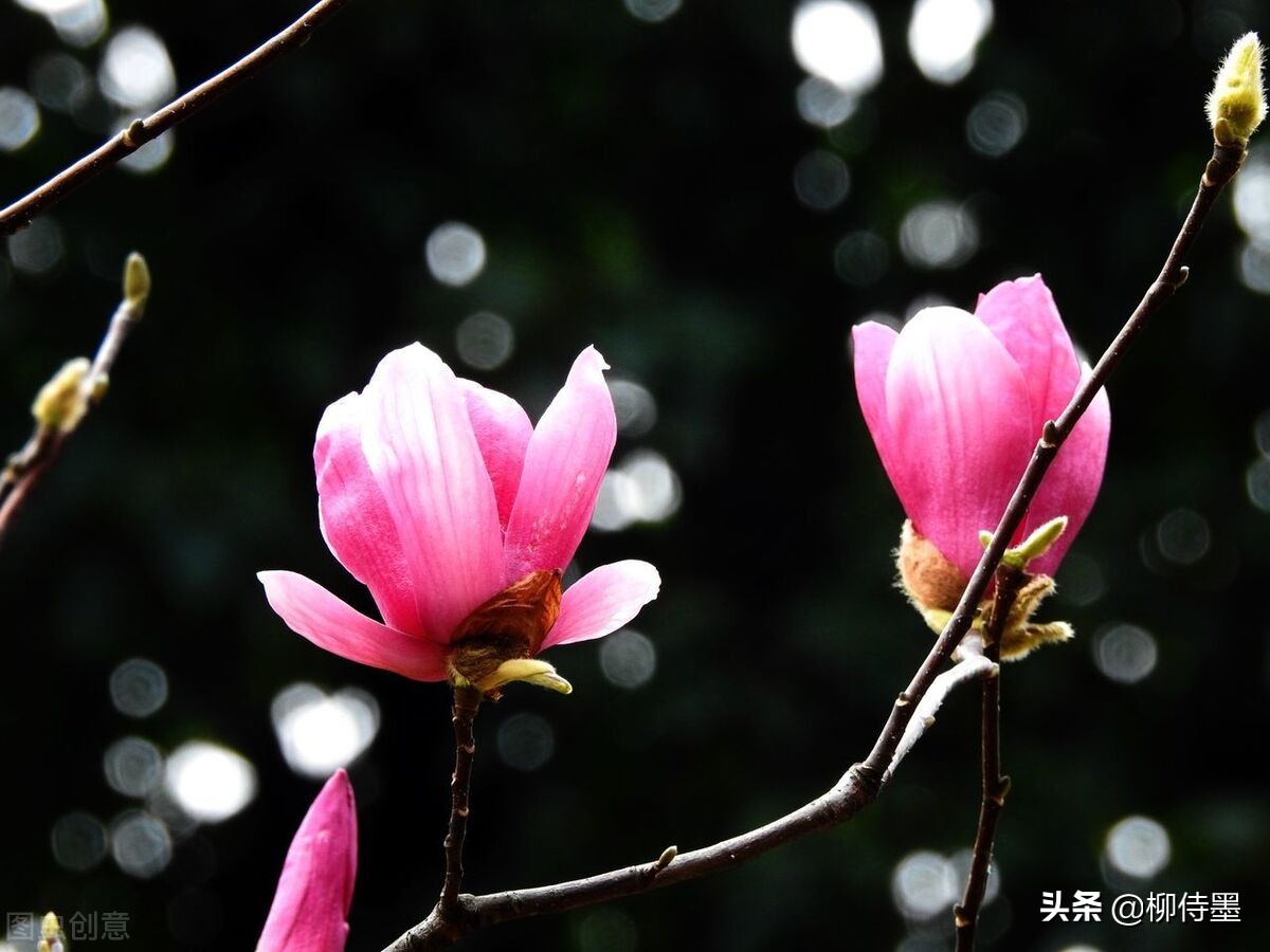 白牆圖片(點評20張玉蘭花照片) - 赤虎壹號