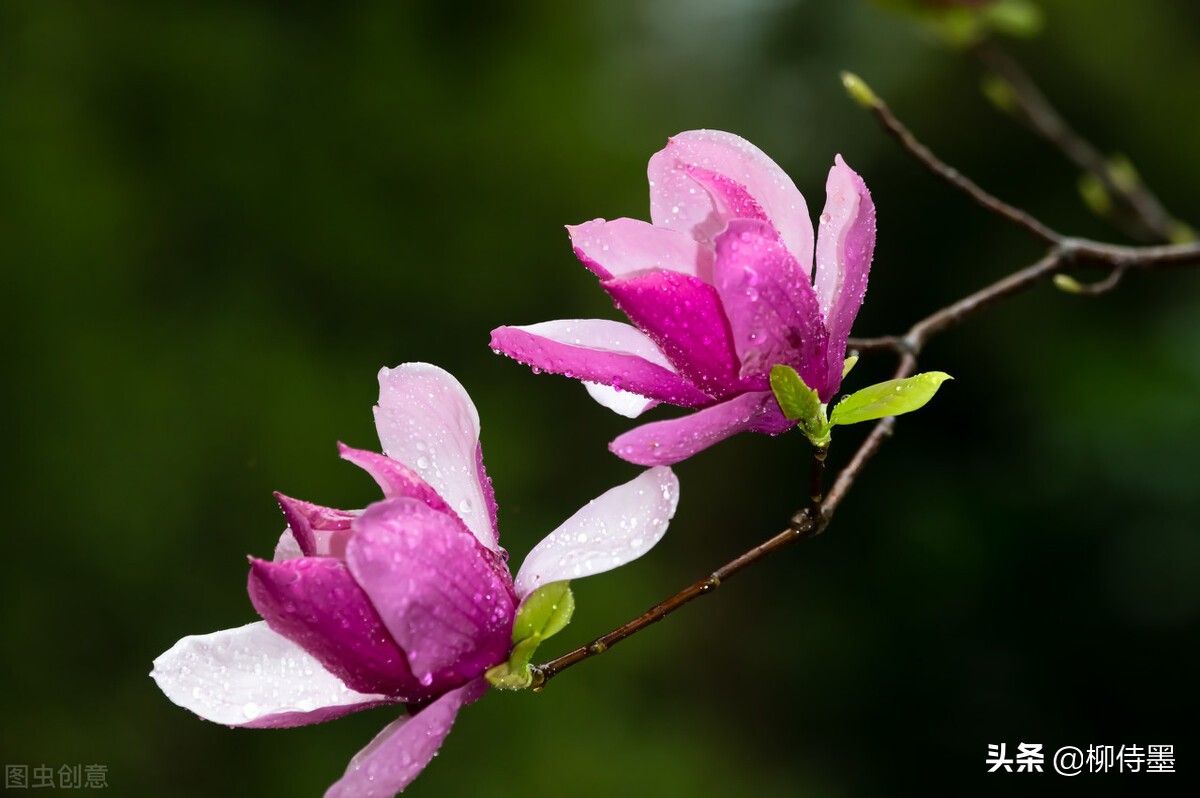 点评20张玉兰花照片,注意9个拍摄瑕疵,摄影作品可更完美