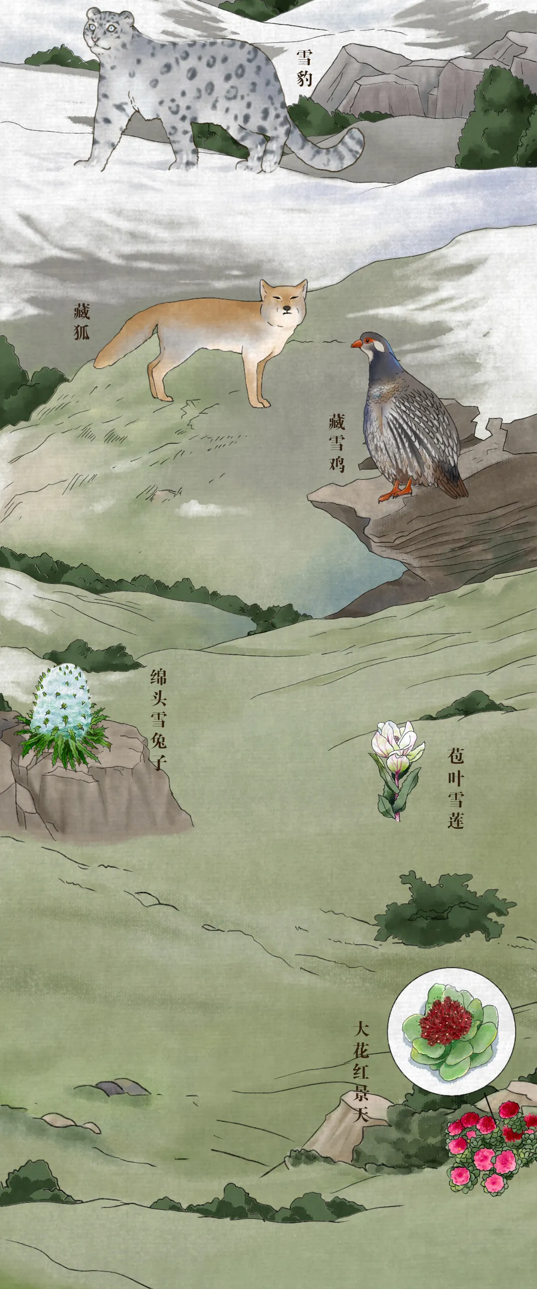 中国珍稀动植物图鉴
