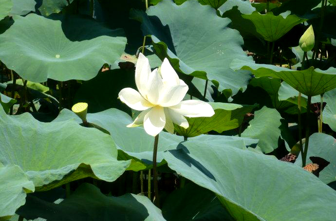 成语“政通人和”中，“通”字的准确含义是什么？