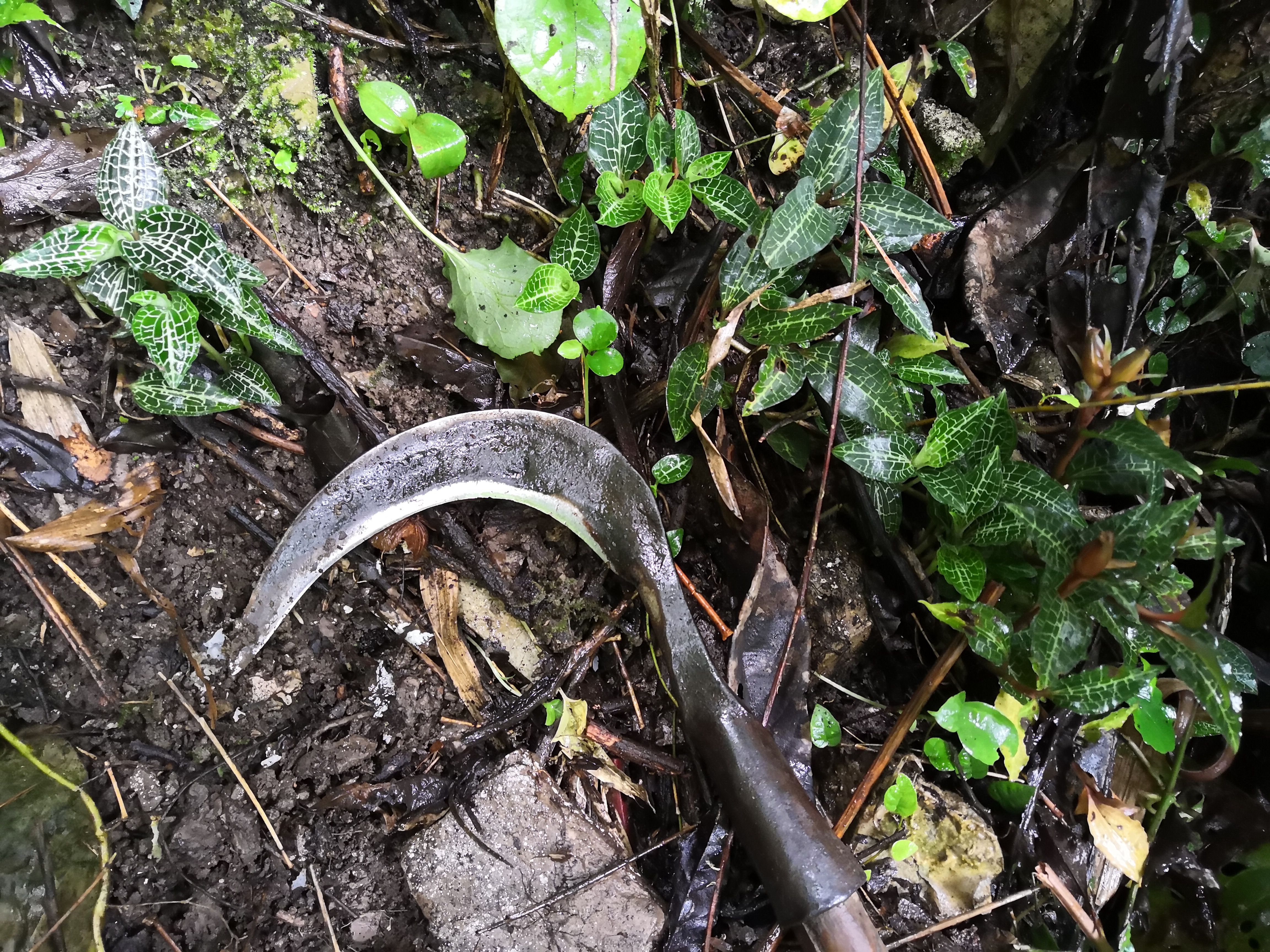 金线莲又称"福建草",1斤能卖上千元,如今农民却少种了,难管