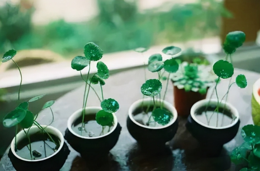 栀子叶的功效与作用（12款高颜值好养活的植物推荐）