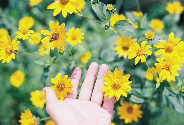 黄河之滨花相映，馨香三月尽芳菲。掬一捧春色，共赏春花烂漫！