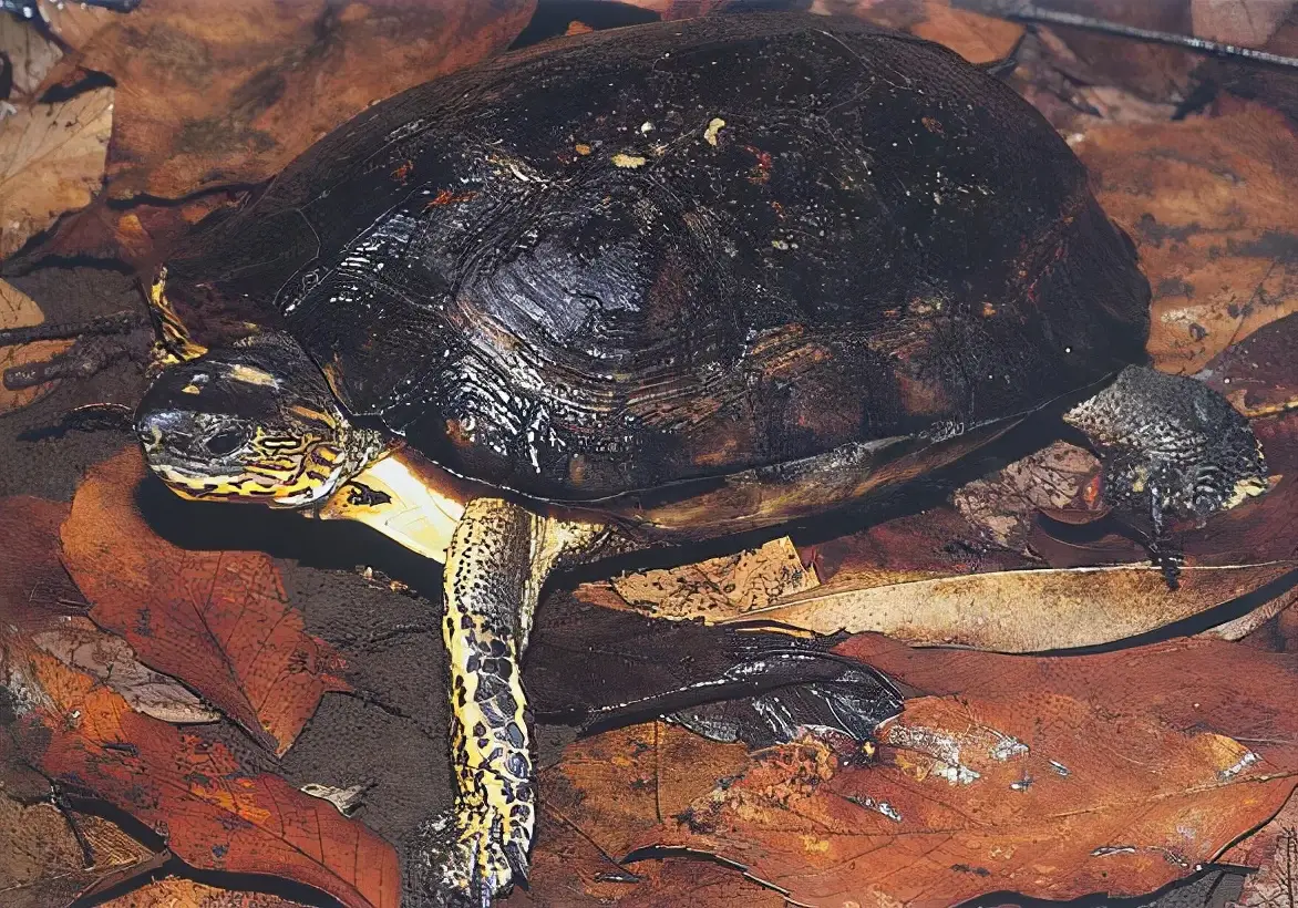 乌龟的种类图片及名称（乌龟的品种图片）