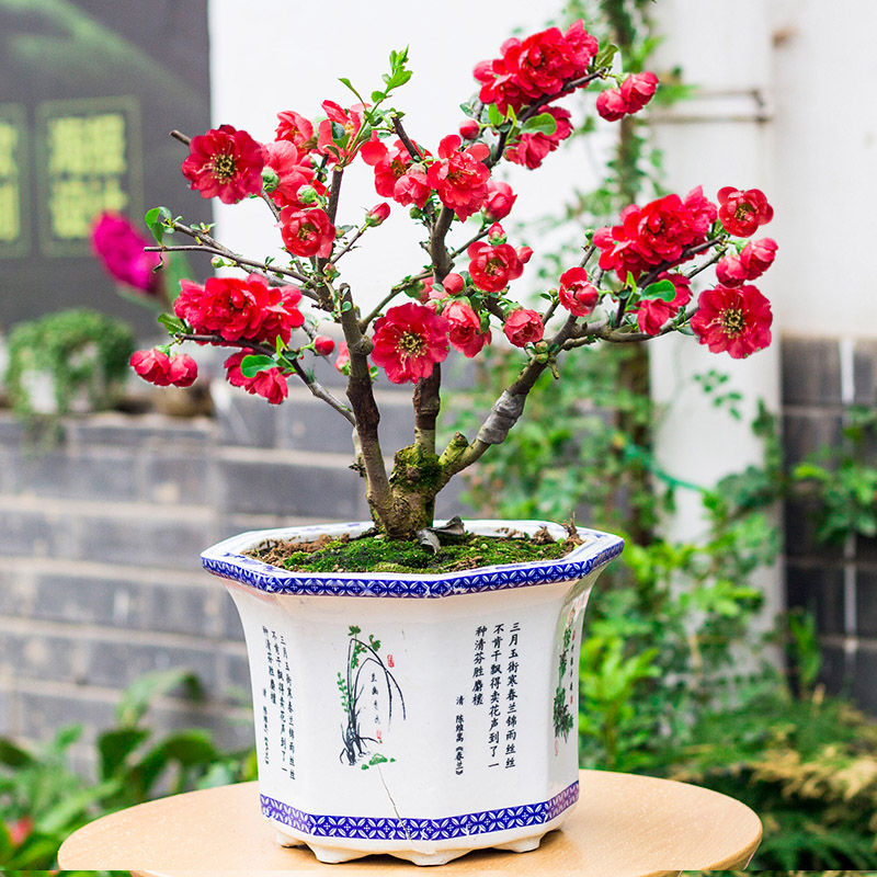 “寿命长”的11种花,好养寓意好,越养越值钱