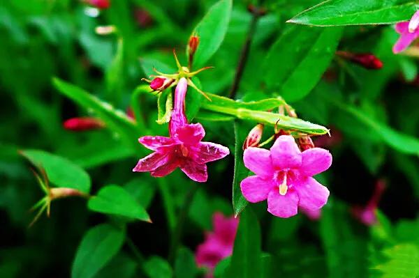 迎春花长什么样子的（迎春花品种介绍大全）