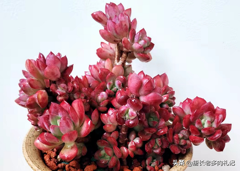 多肉配土是按体积还是重量来算占比？这是让“萌新”很纠结的问题