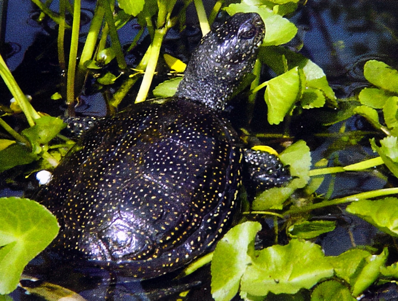 indotestudo elongata凹甲陆龟 manouria impressa河伪龟pseudemys