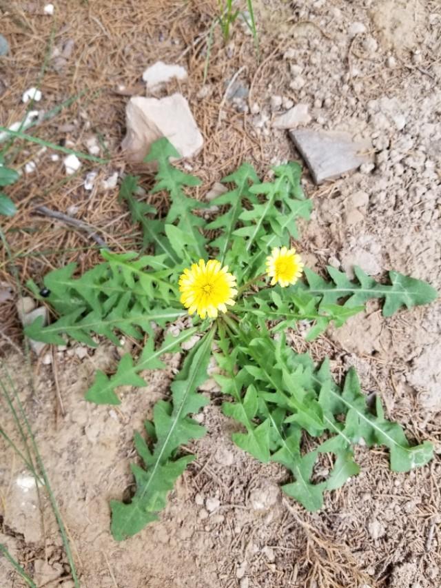 蒲公英是什么样子蒲公英的三个特点分析