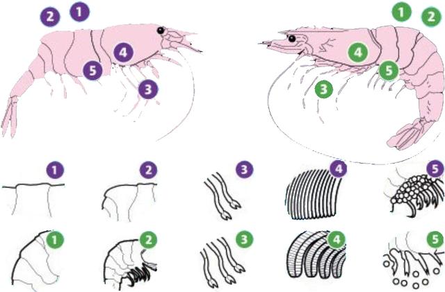 虾的品种有哪几种（如何辨别虾的类别种类）