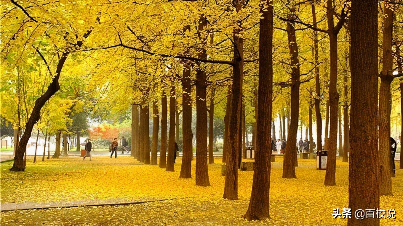 电子科技大学、北京科技大学最新排名已出，两所学校究竟谁强