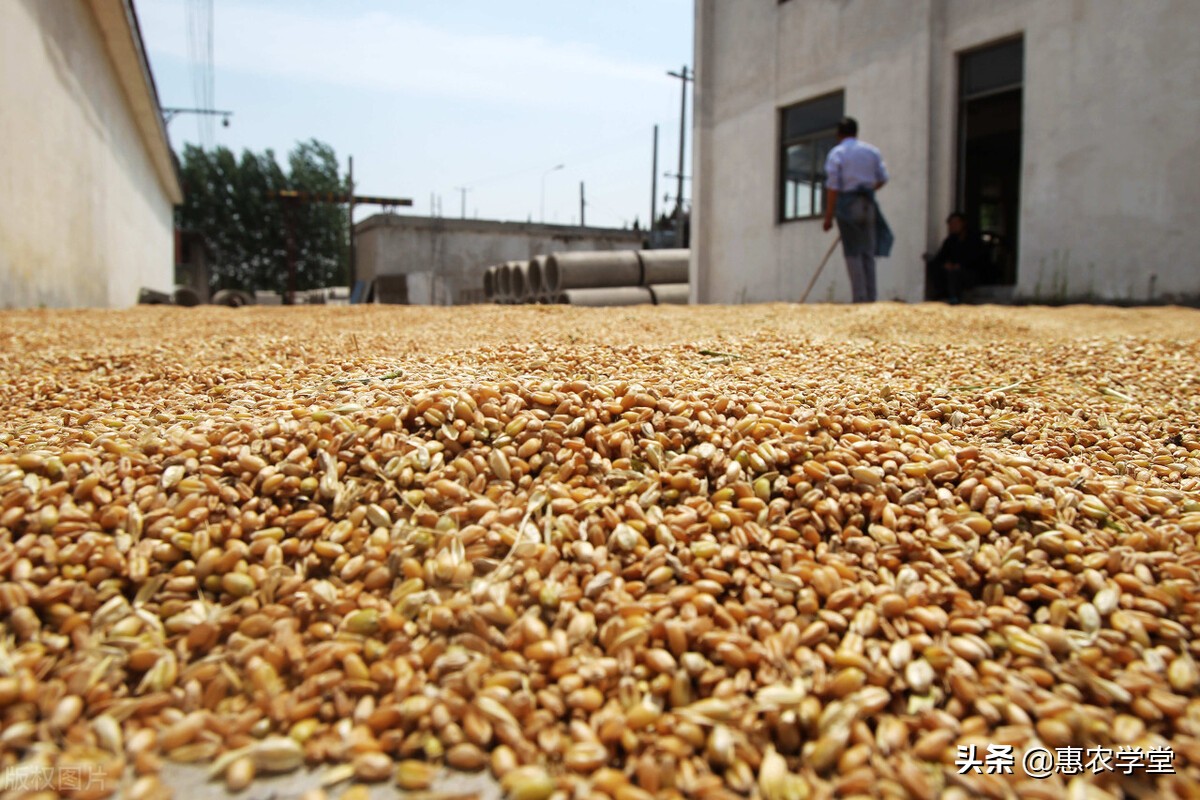小麦现在多少钱一斤？还会上涨吗？2021年11月小麦价格最新行情