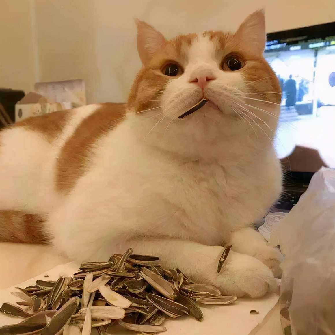 猫咪的一生，你家猫处于哪个年龄阶段？