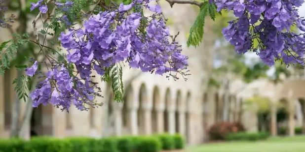 留学知识：昆士兰大学有哪些校区？