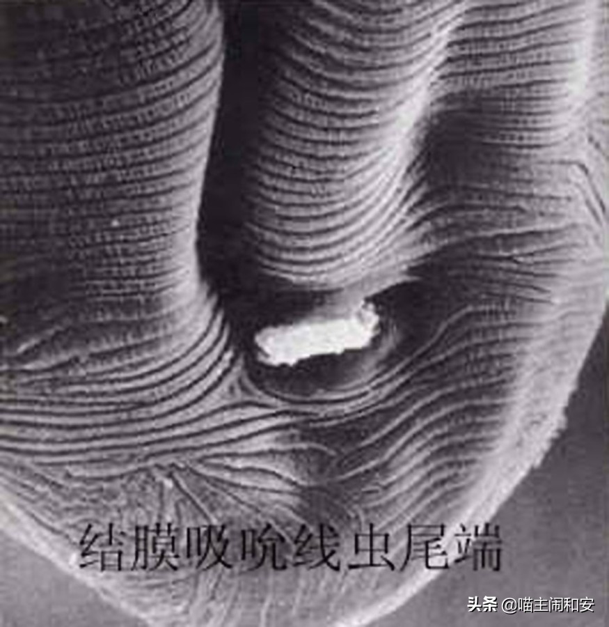 猫眼睛红肿眼屎增多是眼部炎症？及时确诊，有可能是眼线虫惹的祸