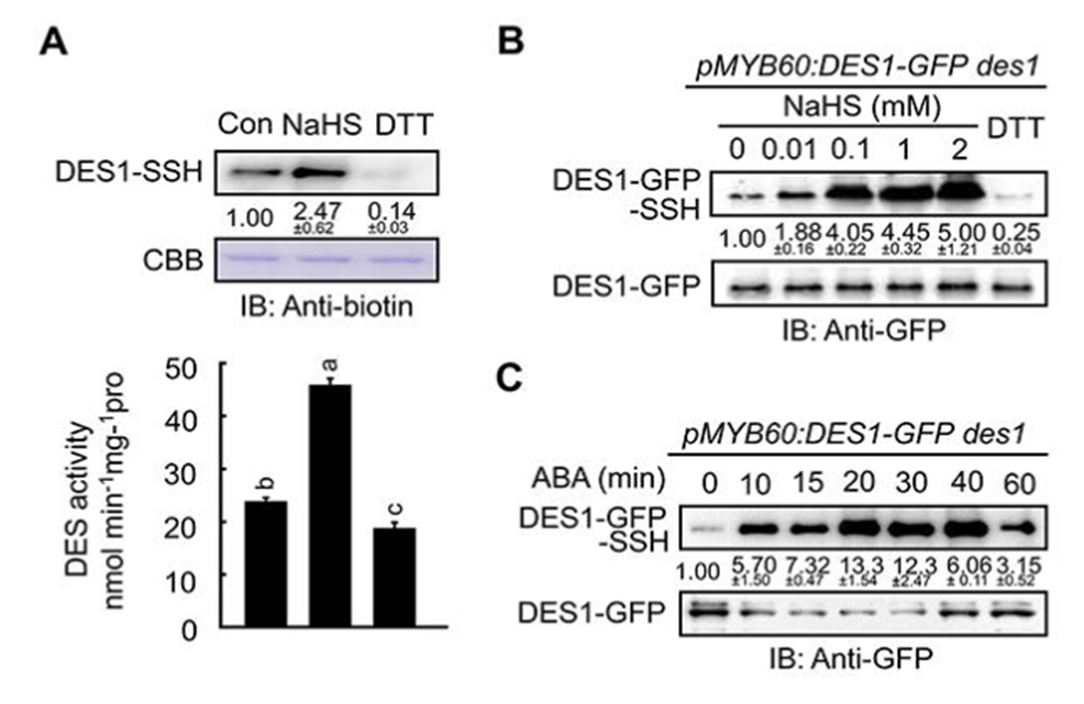 文章解读：“背靠背”南京农大谢彦杰同时解析硫化氢参与ABA信号
