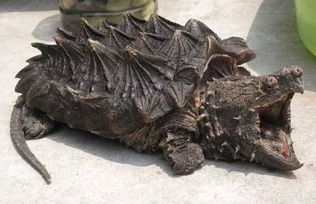 野外出现黄金鳖,售卖千年灵龟,都不是稀奇事,很多是骗局