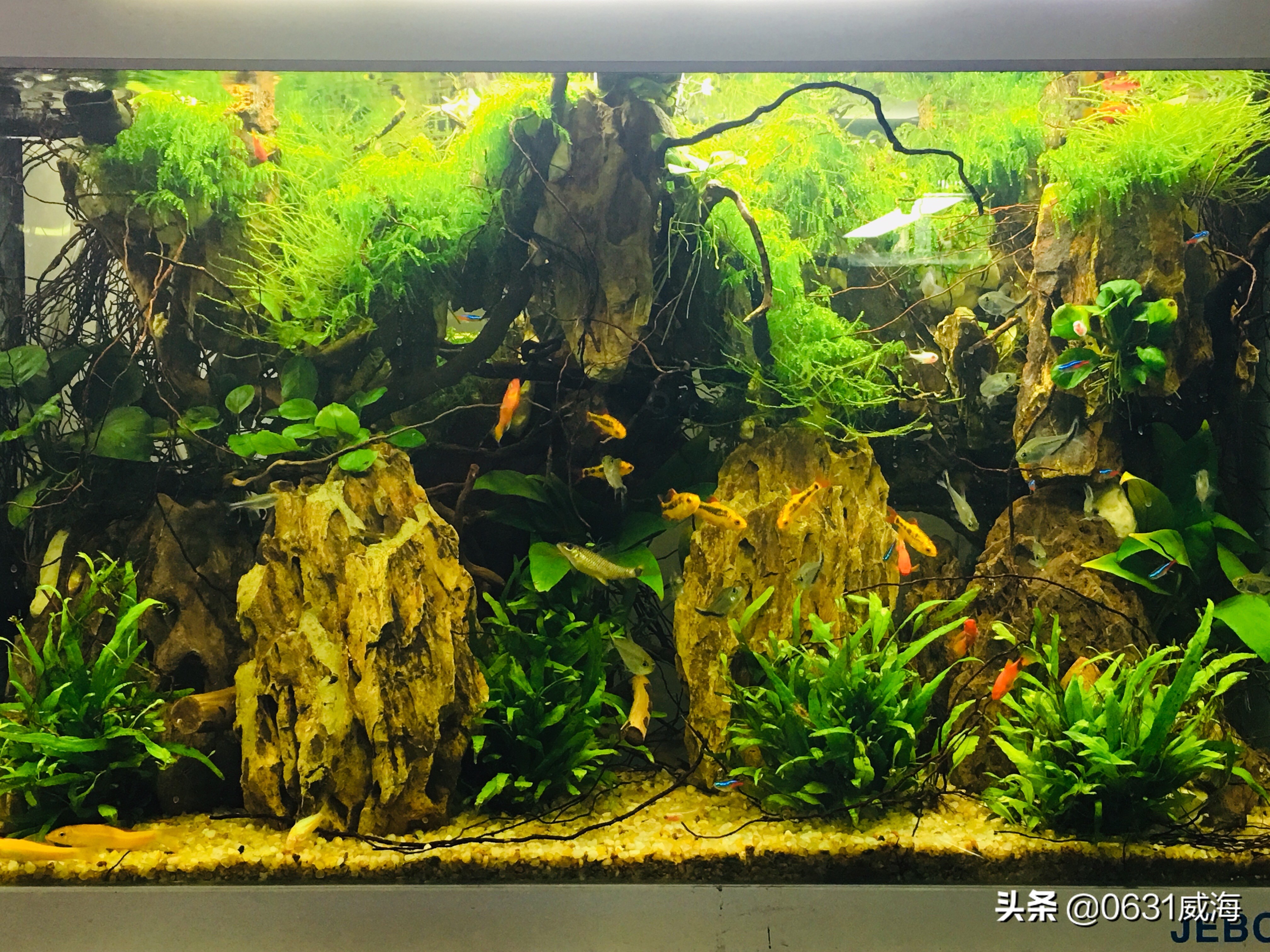 水草缸鱼缸前景草养殖重点,请大家收好,可提供给大家一些参考