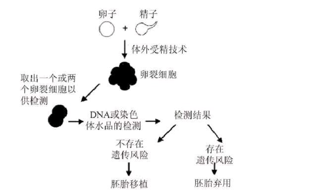 常说的“试管婴儿”，到底是什么？