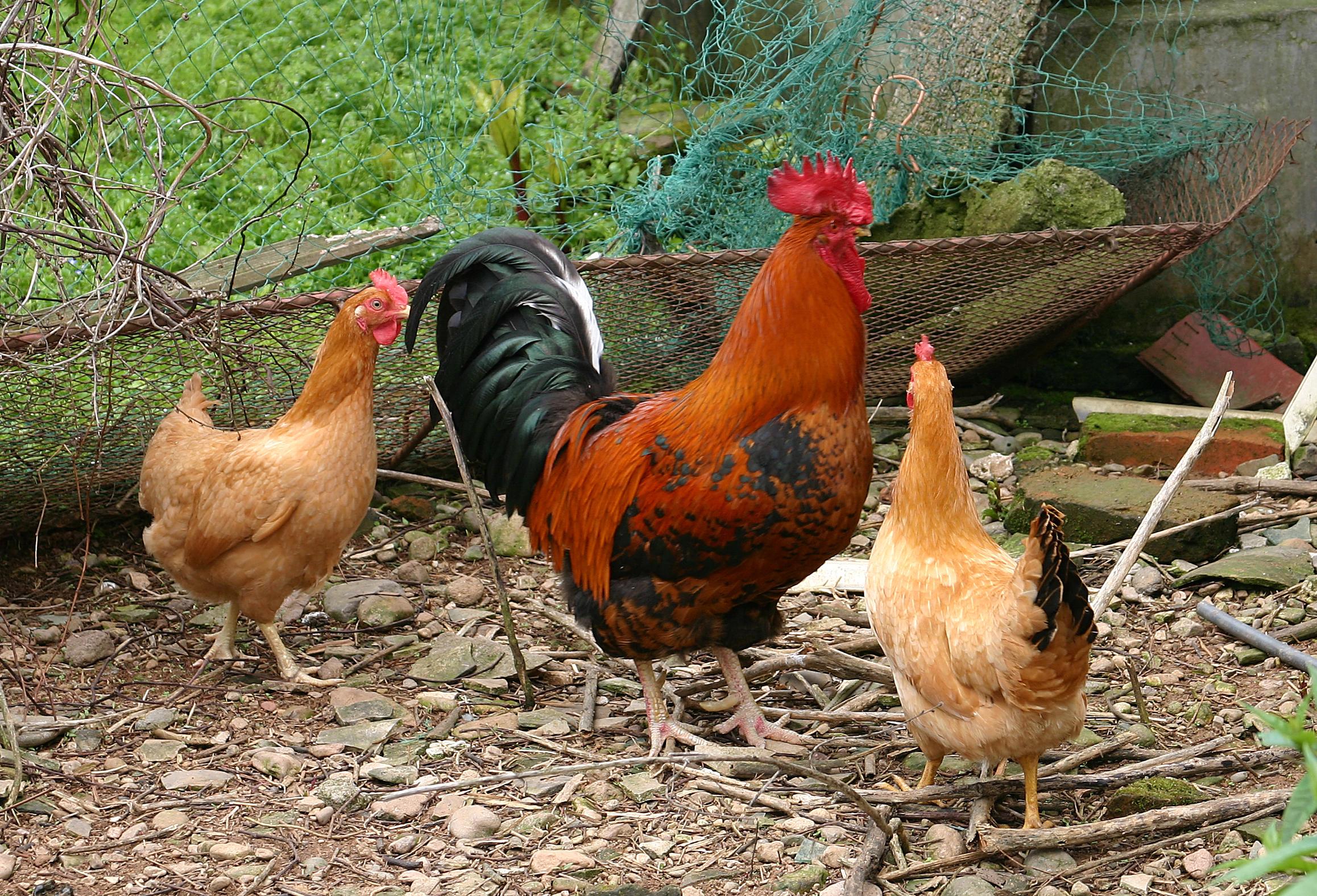 难道鸡头真的有毒吗鸡头有毒么