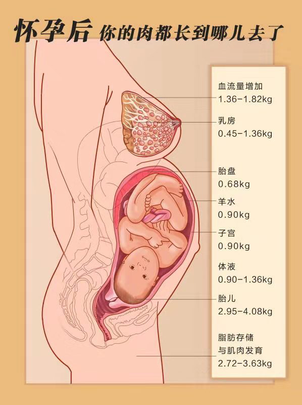 产后怎样恢复身材最快（产后肚子恢复必做的更佳项目）