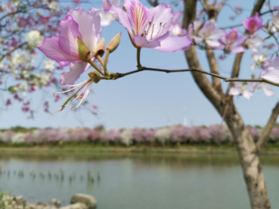 浓烈芬芳  春风十里赏花路  徜徉在广州海珠湿地的花海之中