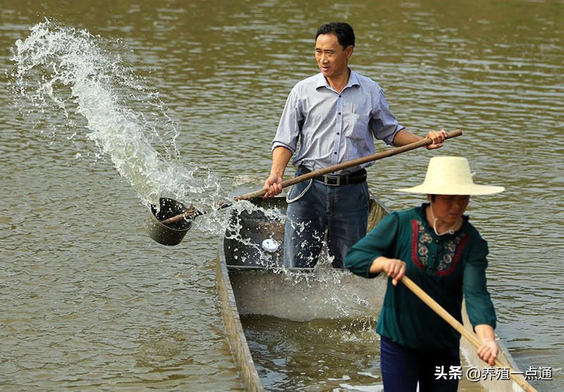 消毒剂在水产养殖中高效、安全使用,病死鱼勿乱扔