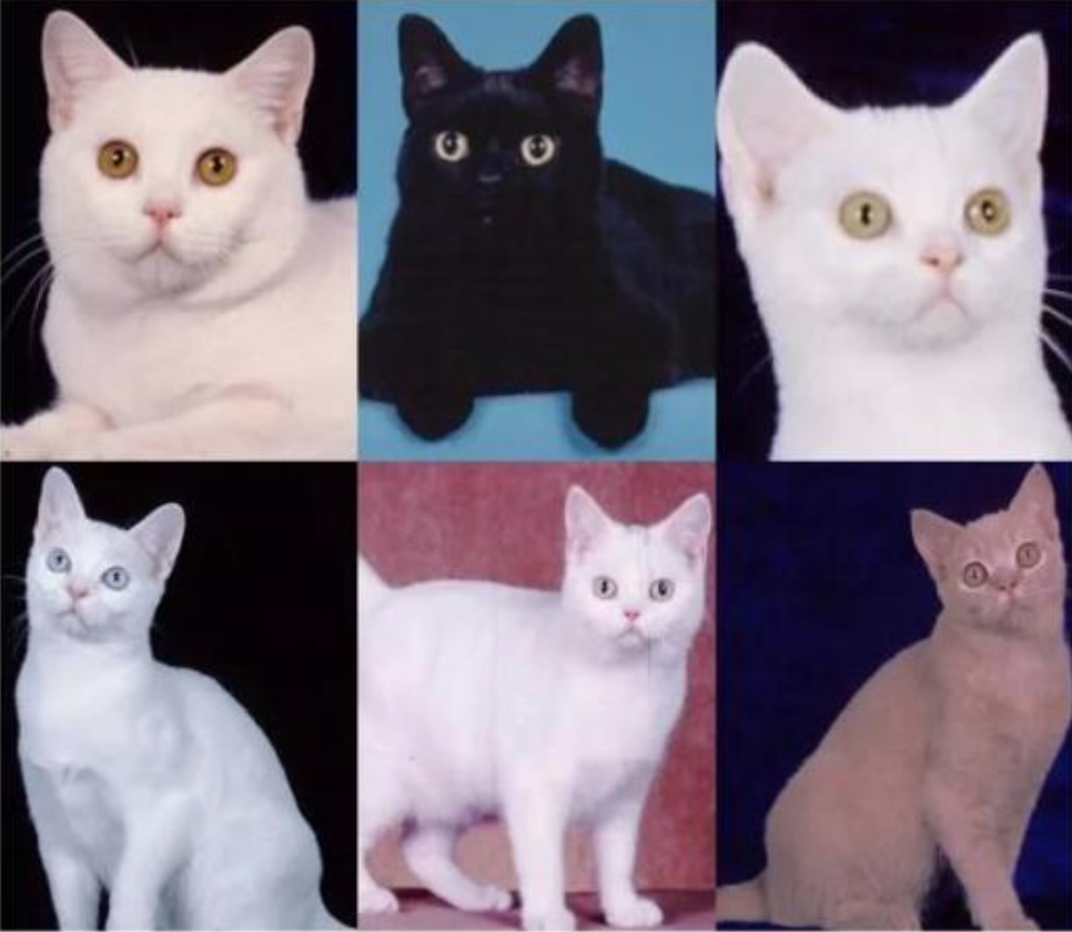 美短猫常见的7种颜色，和罕见的5种颜色，你知道几种？