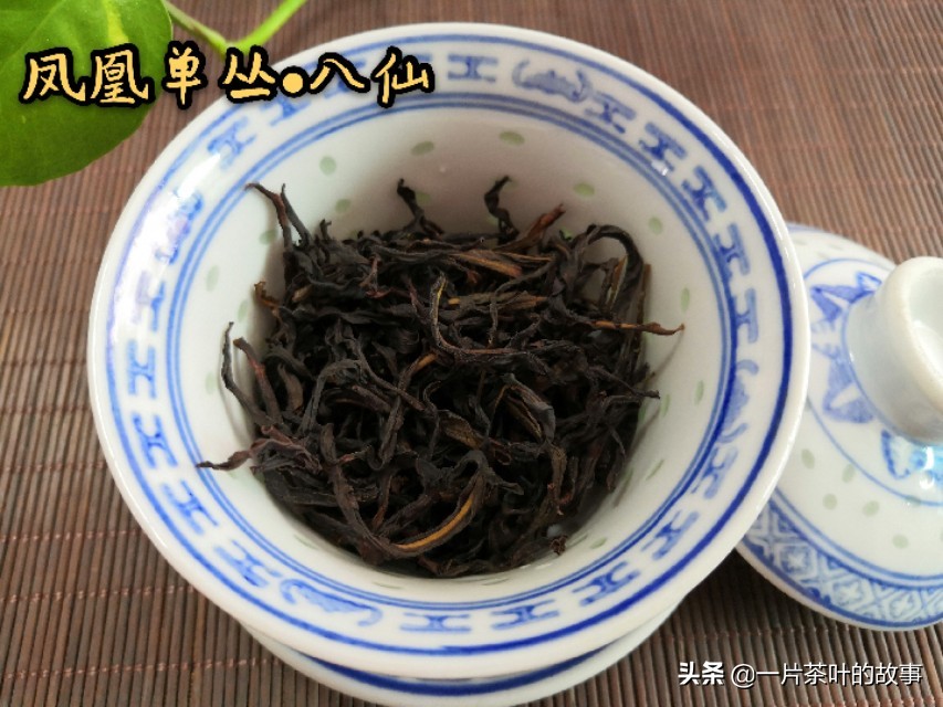 凤凰单丛茶是属于什么茶（一分钟全方位了解凤凰单丛）