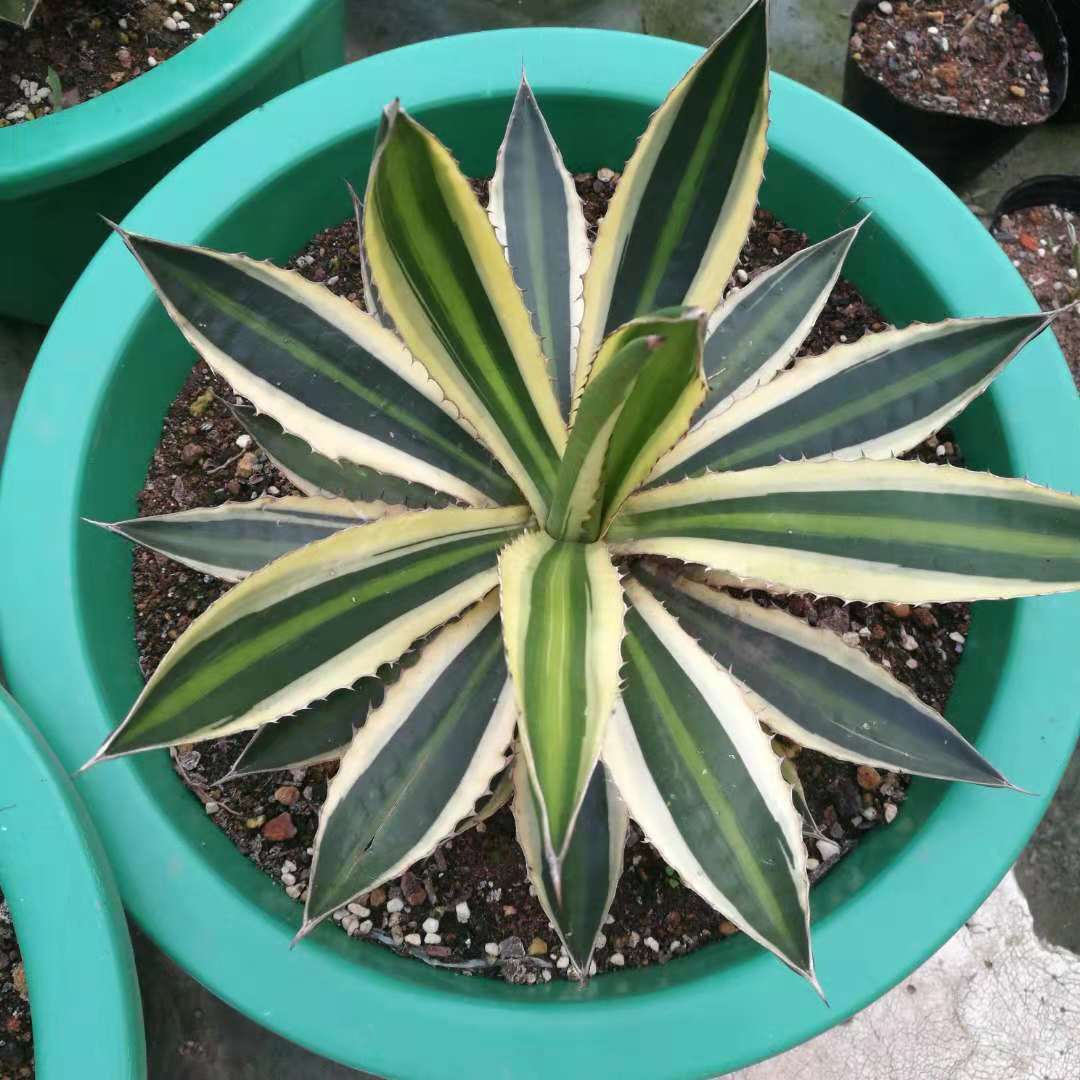 龍舌蘭科植物特點(植物大戰殭屍裡面的植物龍舌蘭) - 上海苗木信息網