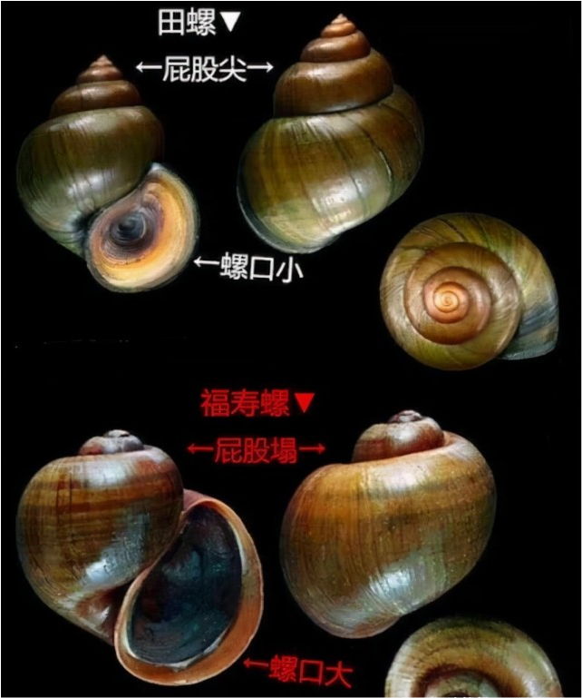 疯狂繁殖的福寿螺毁坏稻田,现在终于有了对手?一口一个嗦的香