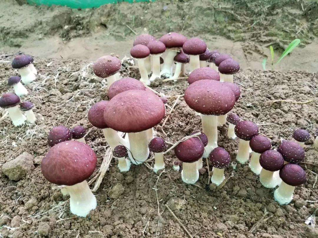 辽宁红蘑人工种植图片