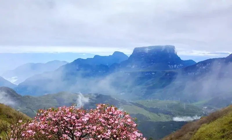 不收门票的世界级风景！赏万亩夏花、观云海日出…成都2天耍来回