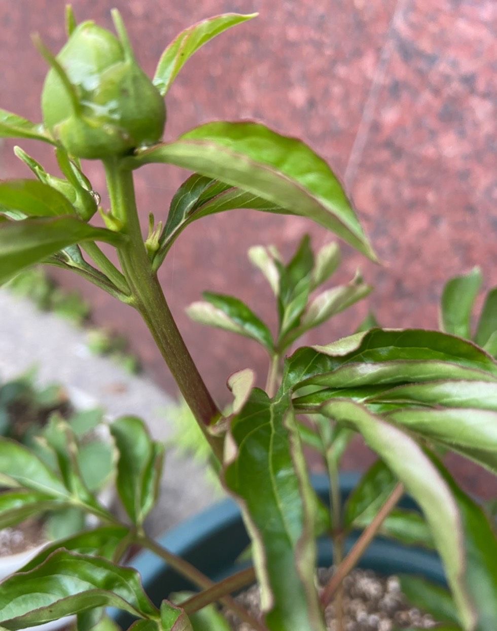 芍藥花圖片,芍藥花圖片大全大圖