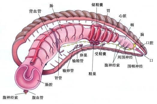 不小心吃进肚子里的水蛭，还会存活吗？如果在体内寄生有多危险？