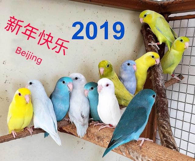 给你300元买鹦鹉，你能买几种？教你300元如何买中大型鹦鹉