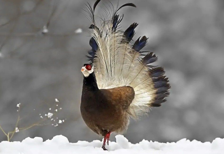 鹖怎么读，鹖的读音和意思