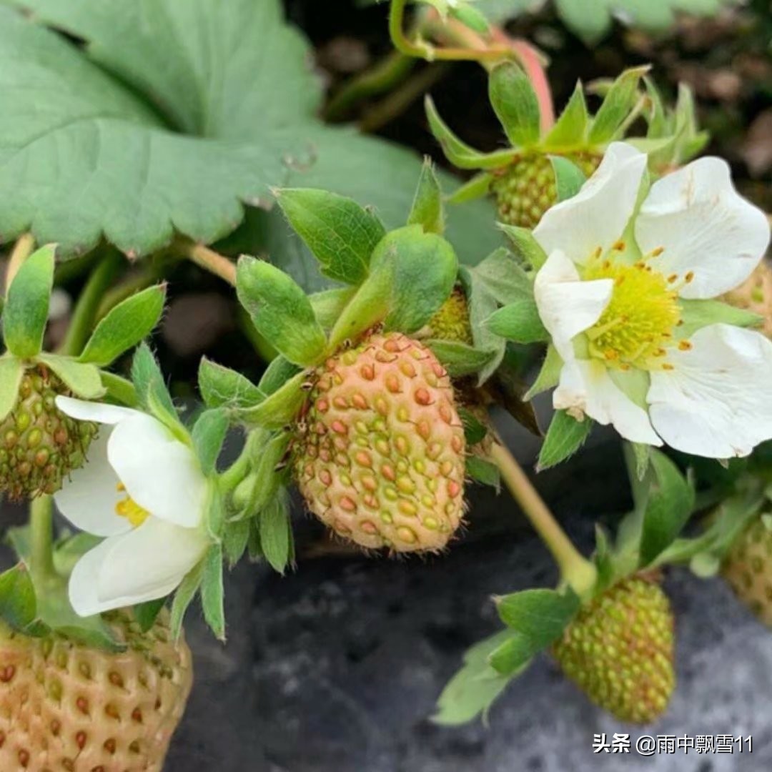 草莓一年结几次果（上盆栽植草莓步骤及后期养护）