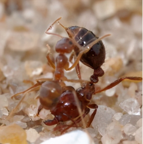 人被蚂蚁咬后出现晕迷，这种蚂蚁太厉害了吧！它到底是何方神圣？