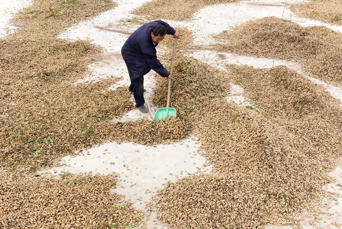 花生价格大跌，期货每吨跌幅2200元，“元凶”是谁？没那么简单