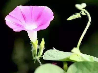 100种花的花语，太全了！ 第115张