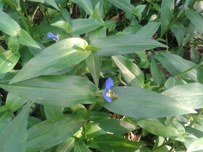 鸭跖草的功效与作用(鸭跖) - 行就行