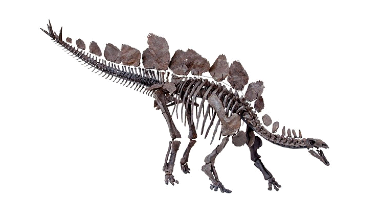 剑龙骨架,注意脊背鲫所以叫"脊"鱼,就是因为和其他